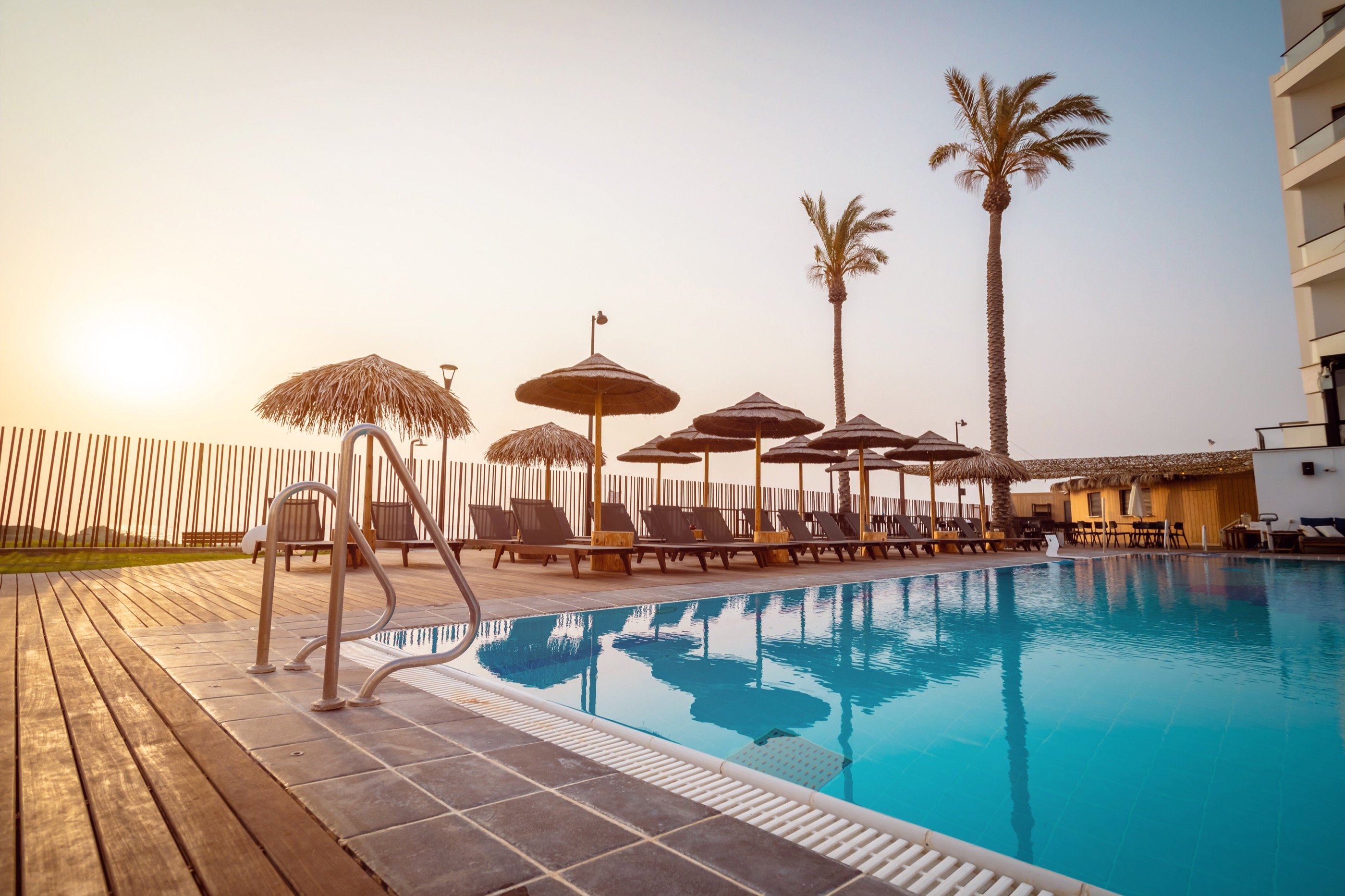 דקלים, שמשיות, שמש מאוחרת.