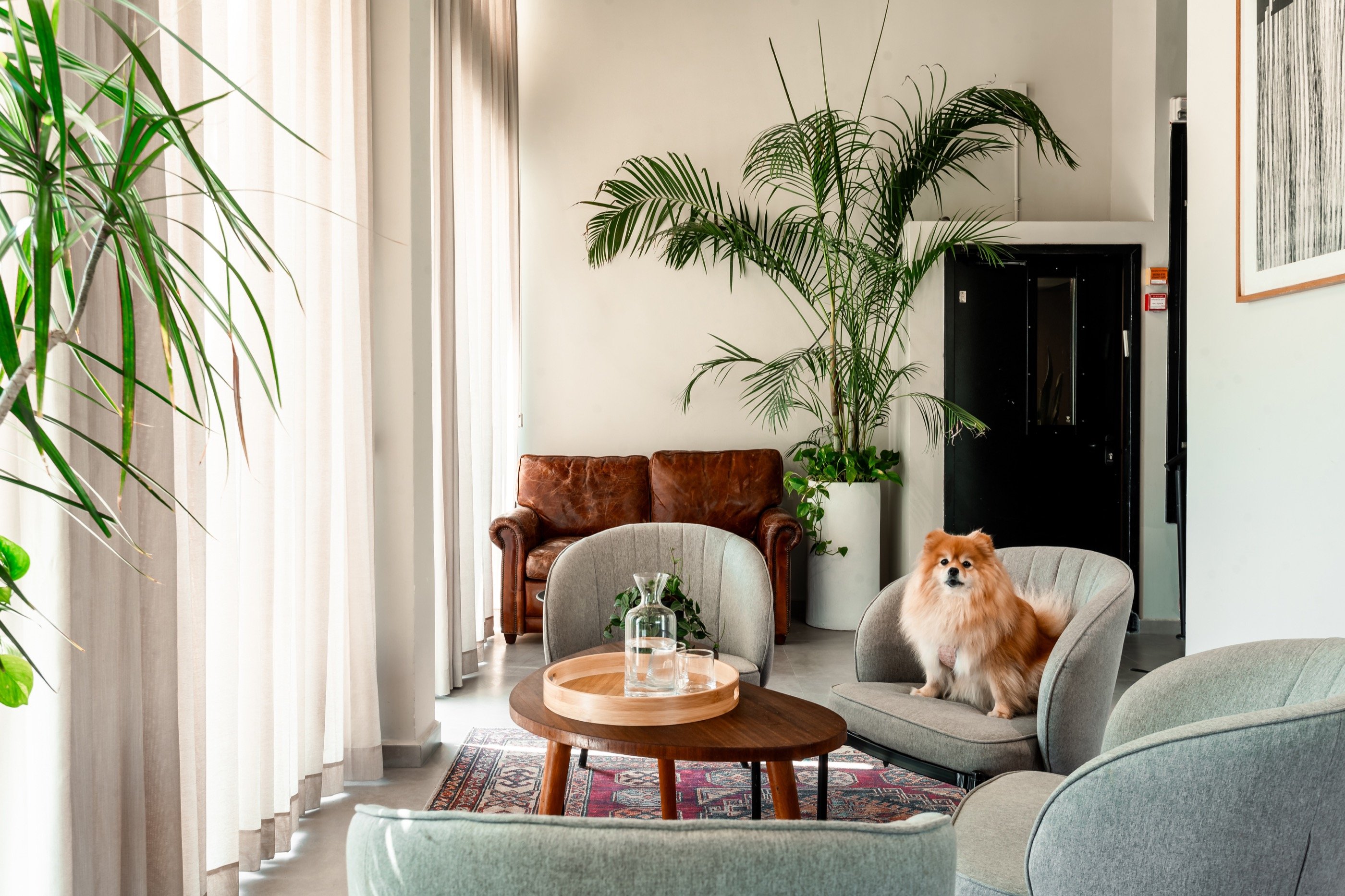 The lounge — plants, leather, and a regular.